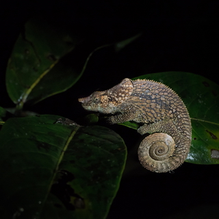 Andasibe - Short-horned chameleon male